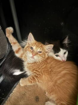 Rescue Domestic Medium Hair Cats for Adoption in Castro Valley, California - Heathcliff (& Felix) | PetCurious