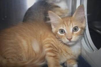 Riley Green -  Domestic Short Hair Cat for Adoption in Brunswick, Georgia - Riley Green | PetCurious