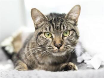 Domestic Short Hair Cats Available for Adoption in Phoenix, Arizona - BOOMHAUER | PetCurious