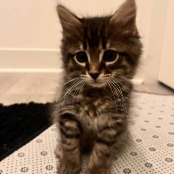 Angel -  Domestic Medium Hair Cat for Adoption in Tustin, California - Angel | PetCurious