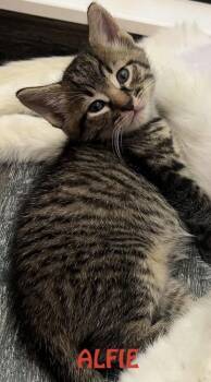 Alfie (Philly Halo Litter) -  Domestic Short Hair Cat for Adoption in Telford, Pennsylvania - Alfie (Philly Halo Litter) | PetCurious