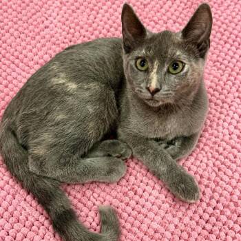 Angelicas Dilute Tortie -  Domestic Short Hair Cat for Adoption in Glendora, California - Angelicas Dilute Tortie | PetCurious