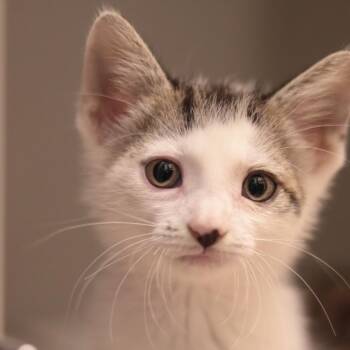 Sienna & Cerulean -  Domestic Short Hair Cat for Adoption in Philadelphia, Pennsylvania - Sienna & Cerulean | PetCurious