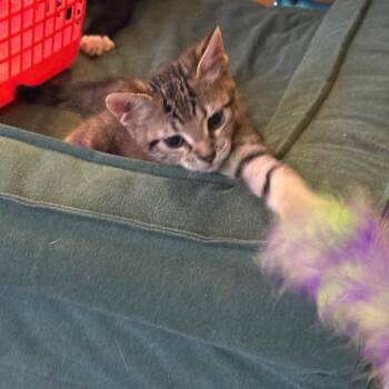Heal the World -  Domestic Short Hair Cat for Adoption in Chicago, Illinois - Heal The World | PetCurious