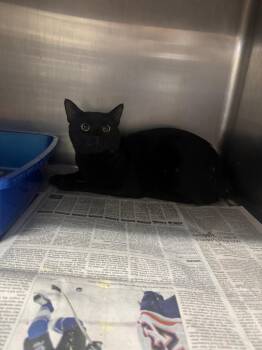 Lowell -  American Bobtail Cat for Adoption in Sorrento, Louisiana - Lowell | PetCurious