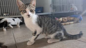 Zach -  Domestic Short Hair Cat for Adoption in Eureka, California - Zach | PetCurious