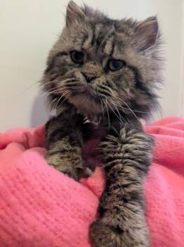 Persian and Selkirk Rex Cats Available for Adoption in Brampton, Ontario - Ullu C | PetCurious