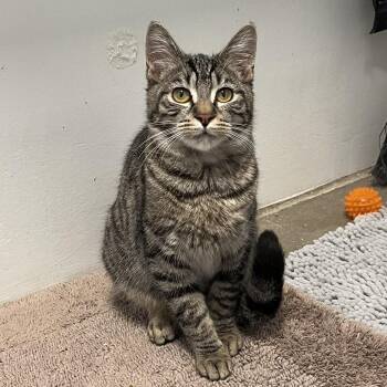 Domestic Short Hair Cats Available for Adoption - Fetty Wap | PetCurious