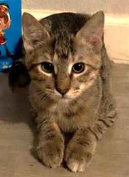 Crackle -  Tabby and Domestic Short Hair Cat for Adoption in Conroe, Texas - Crackle | PetCurious