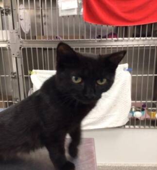 Maribeth -  Domestic Short Hair Cat for Adoption in Elmira, New York - Maribeth | PetCurious