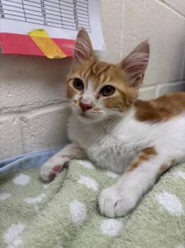 Crouton -  Domestic Medium Hair Cat for Adoption in Santa Rosa, California - Crouton | PetCurious