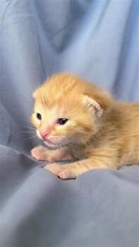 Domestic Short Hair Cats Available for Adoption - Cobb | PetCurious