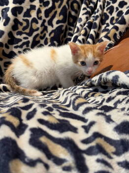 Rescue Domestic Short Hair Cats for Adoption in Buford, Georgia - Cloud | PetCurious