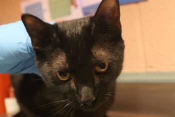 STORM -  Domestic Short Hair Cat for Adoption in Columbia, South Carolina - STORM | PetCurious