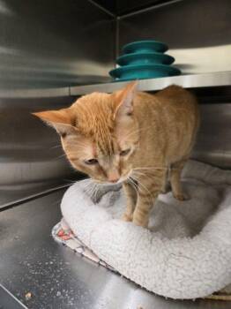 Tabby Cats Available for Adoption - Marvel | PetCurious