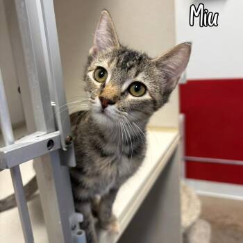 Miu -  Domestic Short Hair Cat for Adoption in Janesville, Wisconsin - Miu | PetCurious