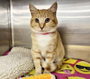 Domestic Short Hair Cats Available for Adoption - MIRANDA | PetCurious