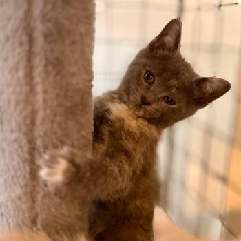 Zola -  Domestic Short Hair Cat for Adoption in Green Bay, Wisconsin - Zola | PetCurious