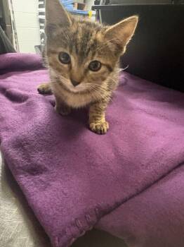 Muru -  Domestic Short Hair Cat for Adoption in Cincinnati, Ohio - Muru | PetCurious