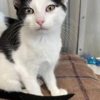 Noodle -  Domestic Long Hair Cat for Adoption in Jupiter, Florida - Noodle | PetCurious
