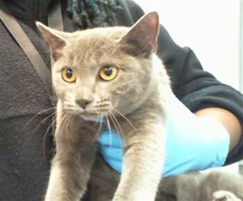 Domestic Short Hair Cats Available for Adoption in Charlotte, North Carolina - SKY | PetCurious