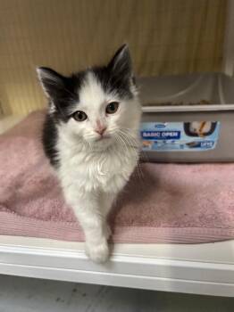 Nuggett -  Domestic Medium Hair Cat Available for Adoption in Diamond Springs, California - Nuggett | PetCurious