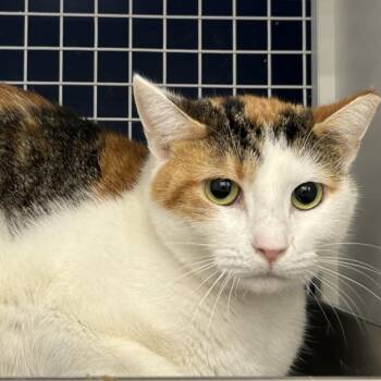 Rescue Domestic Short Hair Cats for Adoption - Marley | PetCurious