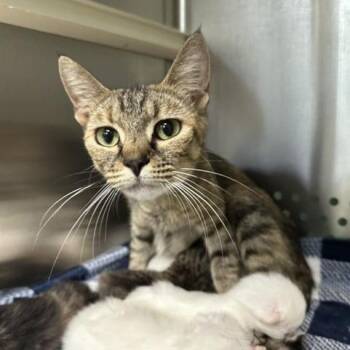 Uberta -  Domestic Short Hair Cat for Adoption in Indianapolis, Indiana - Uberta | PetCurious