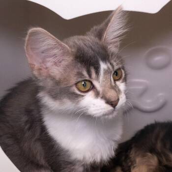 Domestic Short Hair Cats Available for Adoption in Seattle, Washington - Ms. Whitey-Pants | PetCurious