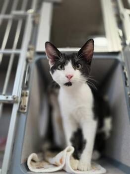 FINN -  Domestic Short Hair Cat Available for Adoption in Aliquippa, Pennsylvania - FINN | PetCurious