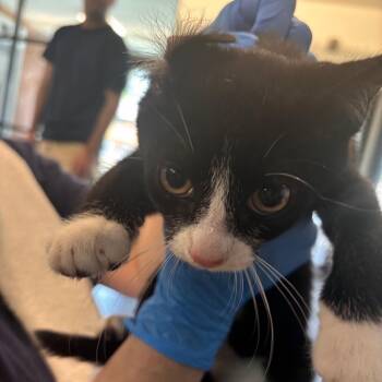 Chipotle -  Domestic Short Hair Cat for Adoption in Allentown, Pennsylvania - Chipotle | PetCurious