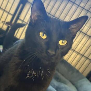 Rescue Domestic Short Hair Cats for Adoption in Huntington, New York - Kiki (baby) | PetCurious