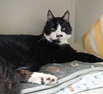 KITTY -  Domestic Short Hair Cat Available for Adoption in Las Vegas, Nevada - KITTY | PetCurious