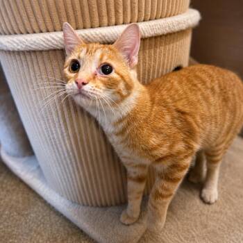 Tumbelina -  Domestic Short Hair Cat for Adoption in Sioux Falls, South Dakota - Tumbelina | PetCurious