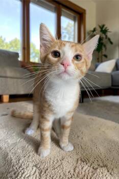 Domestic Short Hair Cats Available for Adoption in Champaign, Illinois - Thumper | PetCurious