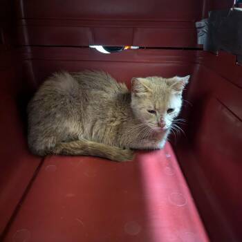 Nugget -  Domestic Short Hair Cat for Adoption in Charlottesville, Virginia - Nugget | PetCurious