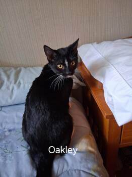 Rescue Domestic Short Hair Cats for Adoption in Mokena, Illinois - Oakley | PetCurious