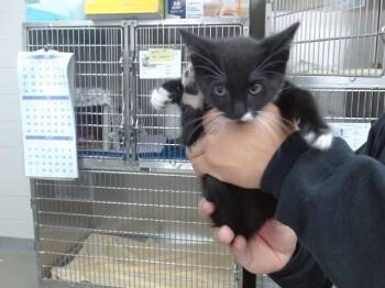 MITZY -  Domestic Short Hair Cat for Adoption in Salinas, California - MITZY | PetCurious