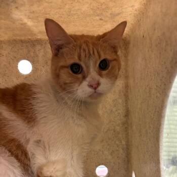 Domestic Short Hair Cats Available for Adoption in Memphis, Tennessee - Tangerine | PetCurious