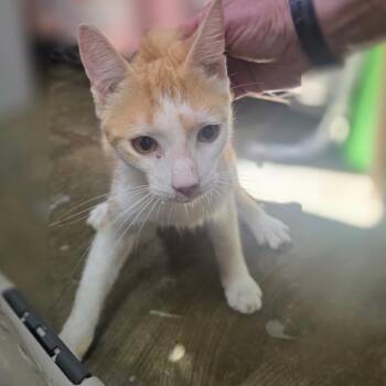 Coby -  Domestic Short Hair Cat for Adoption in Corinth, Mississippi - Coby | PetCurious