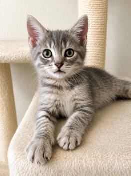 Felon -  Domestic Short Hair Cat for Adoption in Sebastian, Florida - Felon | PetCurious