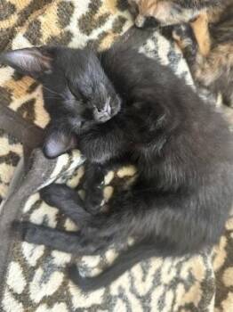 Hydra -  Domestic Short Hair Cat for Adoption in Atlanta, Georgia - Hydra | PetCurious