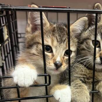 Benny -  Domestic Short Hair Cat for Adoption in Canton, North Carolina - Benny | PetCurious