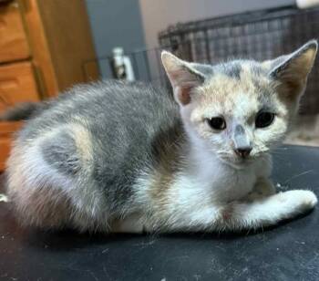 Rescue Dilute Calico Cats for Adoption in Inez, Kentucky - Lola | PetCurious