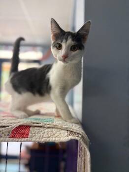 Skittles -  Domestic Short Hair Cat for Adoption in Lovingston, Virginia - Skittles | PetCurious