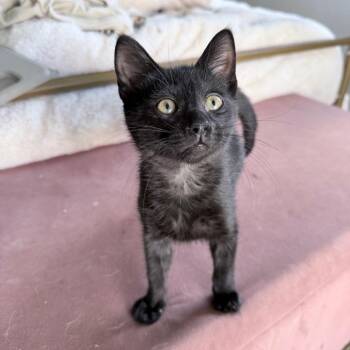 Jet -  Domestic Short Hair Cat for Adoption in Hollywood, Florida - Jet | PetCurious