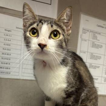 Selma -  Domestic Short Hair Cat for Adoption in Yuma, Arizona - Selma | PetCurious