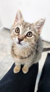 Tabby Cats Available for Adoption in Alameda, California - Cookie Dough | PetCurious