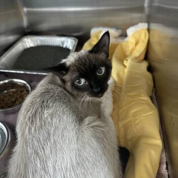 Siamese Cats Available for Adoption in Matteson, Illinois - Kai | PetCurious