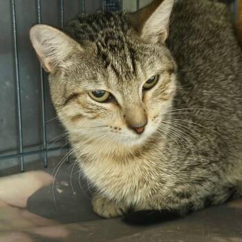 Dana -  Domestic Short Hair Cat for Adoption in Birmingham, Alabama - Dana | PetCurious